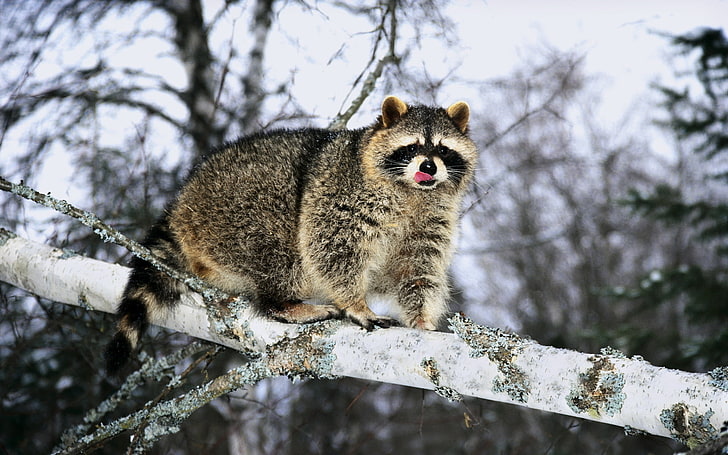 gray raccoon, raccoon, branch, snow, climb, HD wallpaper