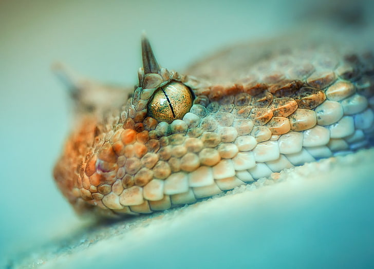 งูสีน้ำตาลและสีขาวการถ่ายภาพมาโครระยะชัดลึกงูสัตว์, วอลล์เปเปอร์ HD