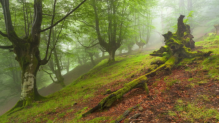 Природа, лес, туман, таинственный, холм, мертвые деревья, мох, зеленый, зеленые лиственные деревья, природа, лес, туман, таинственный, холм, мертвые деревья, мох, зеленый, HD обои