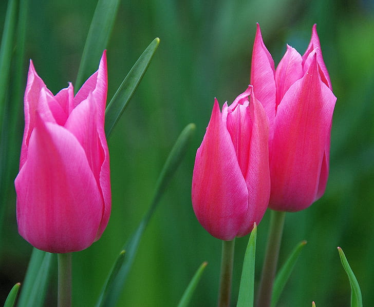 selective focus photography of pink tulips, Three Amigos, in the Pink, Condition, selective focus, photography, Tulips, Flowers, Green  Garden, Bulbs, Liliaceae, Nature, sPlus, It's All About, tulip, plant, flower, springtime, flower Head, petal, summer, pink Color, red, beauty In Nature, HD wallpaper