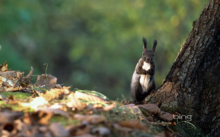 Szara wiewiórka-2013 Bing panoramiczna tapeta, czarno-biały królik, Tapety HD