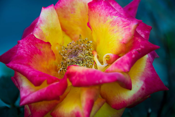 Rose, natürliches Licht, Natur, HD-Hintergrundbild
