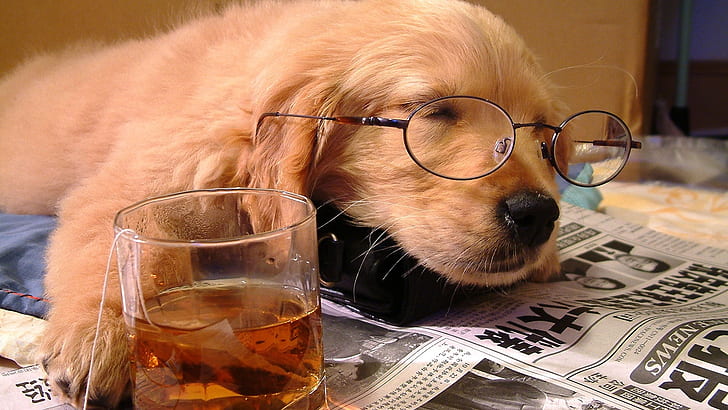 animaux photographie de thé chiens lunettes whisky chiots dormir boissons ivres journaux scotch 1920 animaux chiens HD Art, animaux, thé, Fond d'écran HD