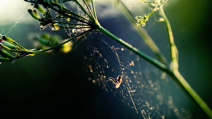 HD web, web laba-laba putih, fotografi, web, Wallpaper HD