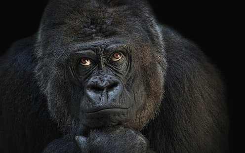 fond d'écran de gorille, singe, gorille, penseur, Fond d'écran HD HD wallpaper