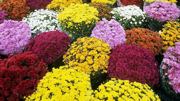 farblich sortiert Blütenblatt Blumenfeld, Chrysantheme, Blume, Blumen, viel, anders, Zähler, HD-Hintergrundbild