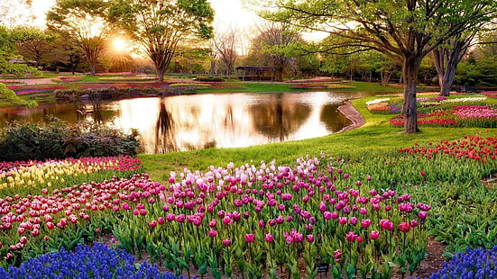 hitachi seaside park, japan, asia, tulip field, pond, spring, garden, tulips, HD wallpaper HD wallpaper