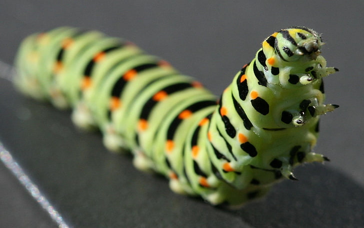 green caterpillar, caterpillar, black, striped, crawl, paw, HD wallpaper