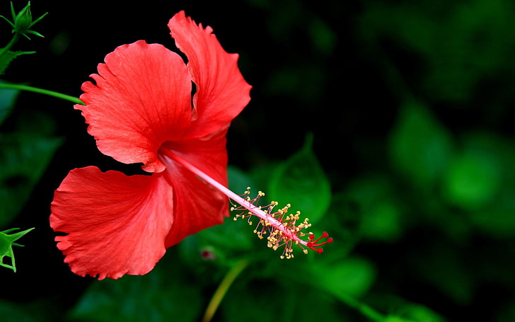 Разкошен хибискус-цвете снимка HD тапет, HD тапет