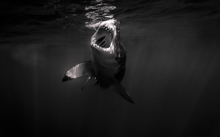 squalo grigio e bianco, squalo, monocromatico, Sfondo HD