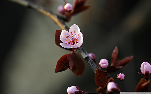 pink cherry blossoms, spring, flowers, cherry blossom, macro, HD wallpaper HD wallpaper