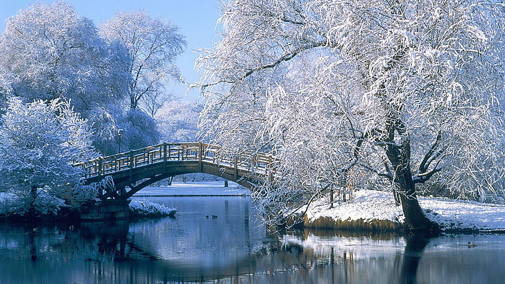 winter, frozen, water, frost, nature, snow, freezing, park, tree, sky, daytime, HD wallpaper