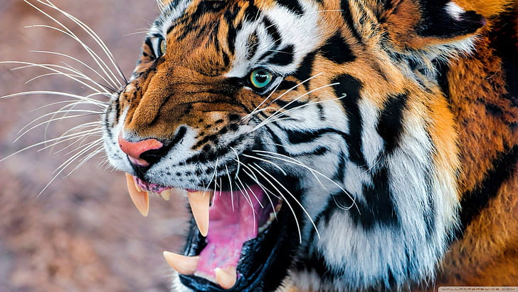 tiger, teeth, animals, HD wallpaper