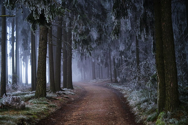 Diciembre niebla en bosque, diciembre, niebla, bosque, escarcha, Fondo de pantalla HD
