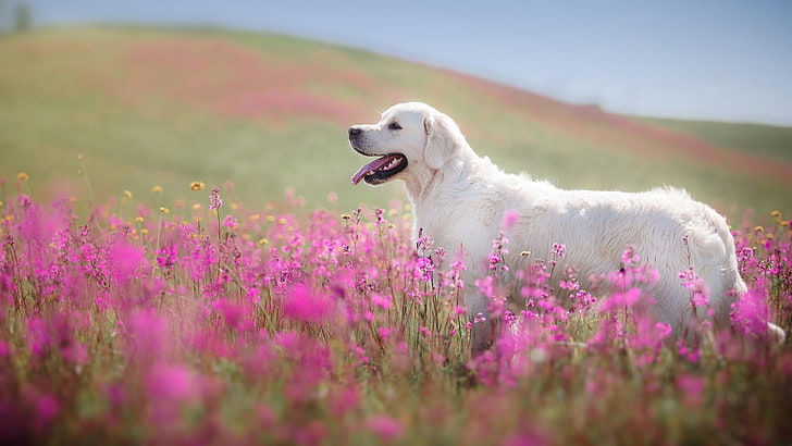 golden retriever, pies, piesek, pole kwiatów, zbocze, Tapety HD