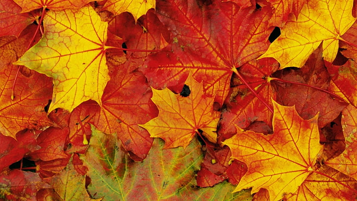 Herbst Bildschirmschoner Hintergründe, HD-Hintergrundbild