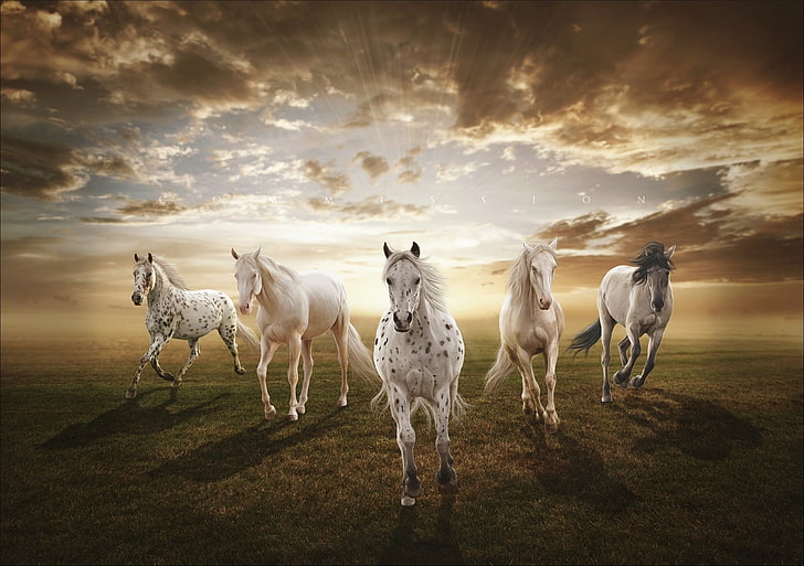 White horse HD wallpapers free download | Wallpaperbetter