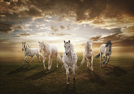 beş beyaz at, gün batımı, alan, atlar, HD masaüstü duvar kağıdı HD wallpaper