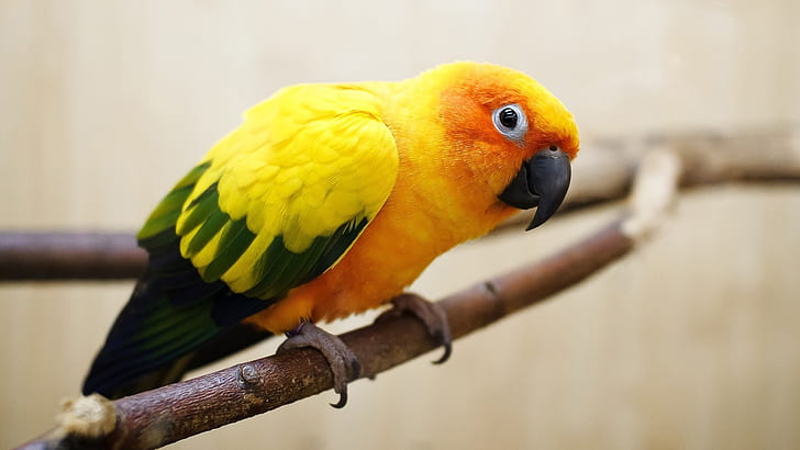 노랑-오렌지 깃털 앵무새, 노랑, 오렌지, 깃털, 앵무새, HD 배경 화면