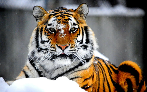 Royal Beauty, tiger, vildkatt, rovdjur, den siberiska tigern, djur, HD tapet HD wallpaper