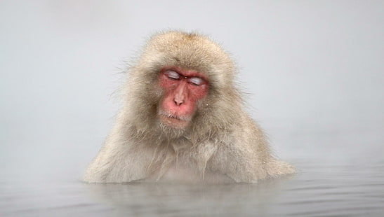 Japanese Macaque Monkey In Hot Springs, Jigokudani, Japan, monkey, macaque, springs, japanese, japan, animals, HD wallpaper HD wallpaper