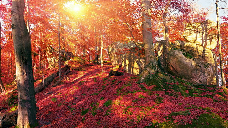 赤い葉、自然、秋、森林、森林、木、トランスカルパチア、落葉樹、葉、ウクライナ、日光、赤い森、風景、ヨーロッパ、岩、 HDデスクトップの壁紙