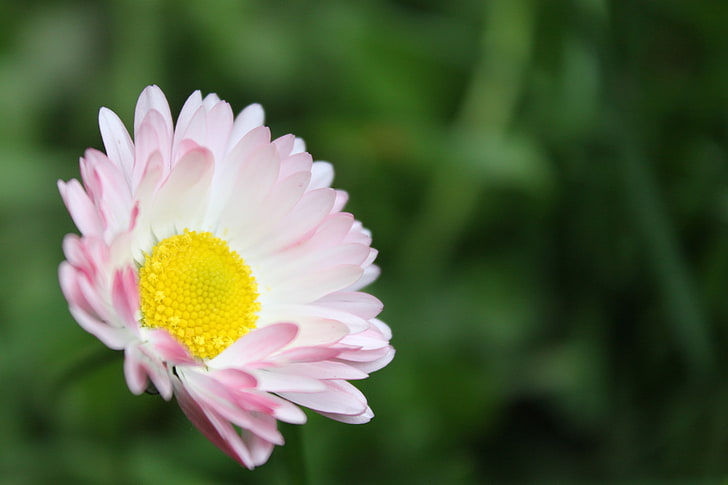 rosa Blume, Blumen, Pflanzen, HD-Hintergrundbild