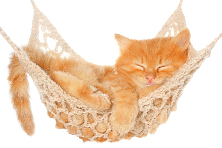 orange cat, cat, stay, sleep, hammock, white background, kitty, HD wallpaper
