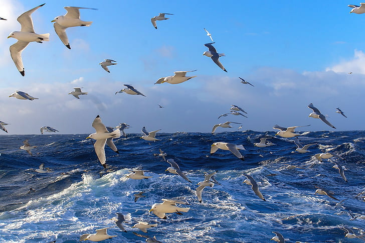 Flock of birds, Flock of birds, seagulls, Sea, Ocean, water, waves, surface, sky, distance, horizon, HD wallpaper