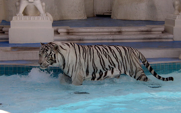 tiger, albino, water, swim, HD wallpaper