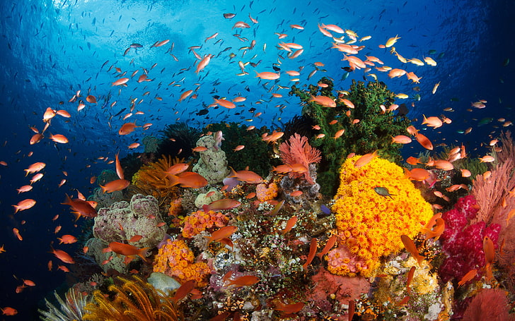 HD тапети Океански коралови рифове с корали, екзотични тропически пъстри риби Подводен свят Раджа Ампат, Западна Папуа, Индонезия, HD тапет