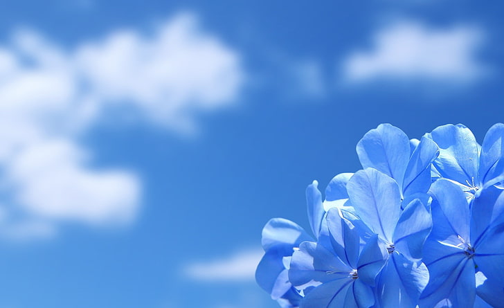 Flores azuis, flor azul leadwort, natureza, flores, azul, céu azul, flores azuis, HD papel de parede