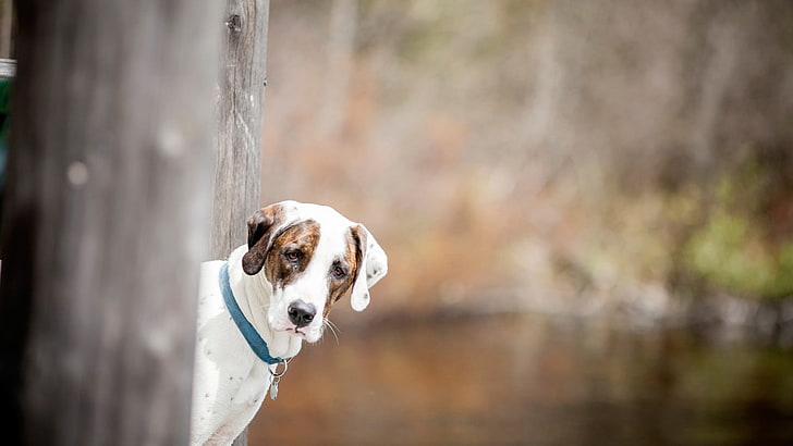 cão de pêlo curto branco e preto, animais, cão, turva, HD papel de parede