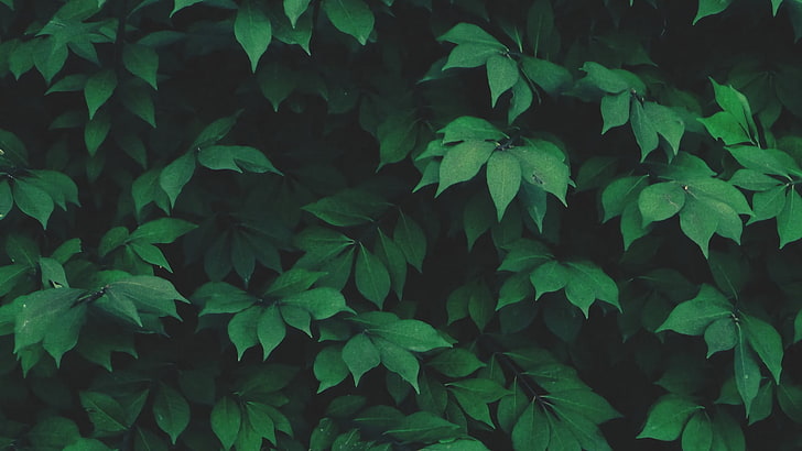 نبات الأوراق الخضراء ، نبات الورقة الخضراء ، الطبيعة ، منفردا ، النباتات ، الأوراق ، الأخضر، خلفية HD
