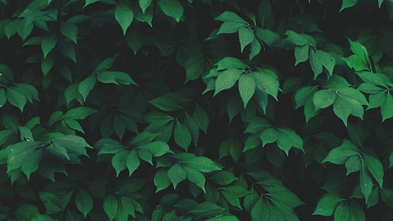 solo, zieleń, natura, rośliny, liście, Tapety HD HD wallpaper