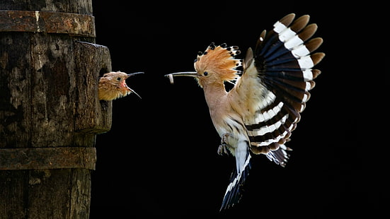 hoopoe and chick, bird, hoopoe, chick, feeding, HD wallpaper HD wallpaper