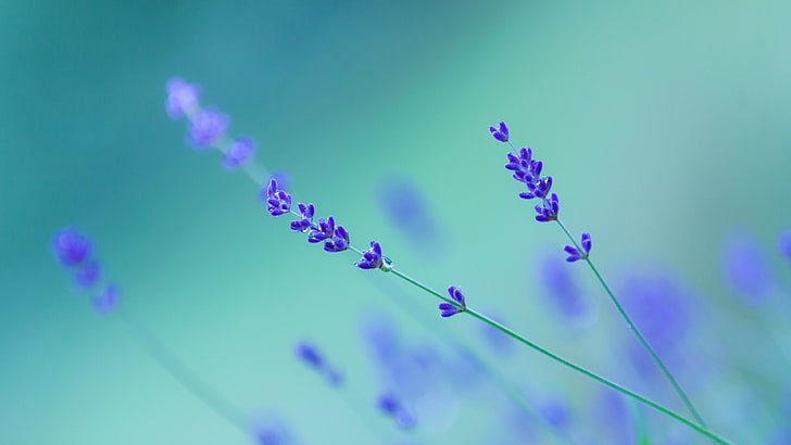 lavender, blurry, flower, purple flowers, english lavender, close up, sky, plant, macro photography, HD wallpaper