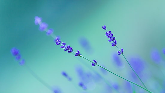 лаванда, размыто, цветок, фиолетовые цветы, английская лаванда, крупный план, небо, растение, макро фотография, HD обои HD wallpaper