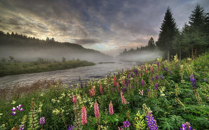 Norway, forest, river, trees, fog, flowers, summer, morning, Norway, Forest, River, Trees, Fog, Flowers, Summer, Morning, HD wallpaper