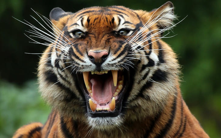 tigre, fundos de gatos selvagens, predador, dentes, HD papel de parede