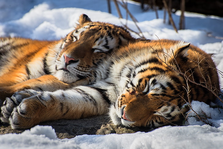 tiger, sleeping, relaxing, animals, snow, big cats, HD wallpaper