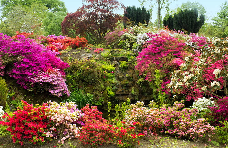 assorted-color flowers, trees, flowers, stones, moss, garden, UK, the bushes, Azalea, Bodnant Gardens Wales, HD wallpaper