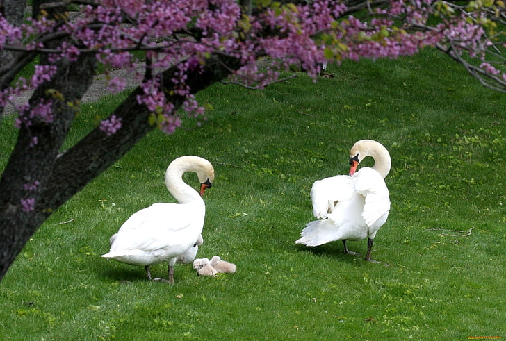 Zwei weiße Cygnini, Schwäne, Enten, Gras, Vögel, Bäume, Blumen, HD-Hintergrundbild