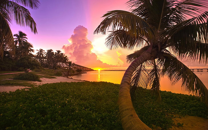 pohon kelapa hijau, Palma, Sunset, FL, Wallpaper HD