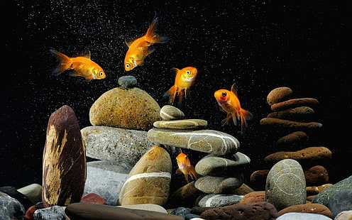 Animals Goldfish Aquarium Phone, fishes, animals, aquarium, goldfish, phone, HD wallpaper HD wallpaper