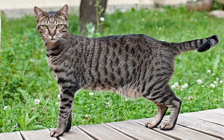 Красивый египетский кот Мау, египетский кот Мау, трава, дерево, HD обои