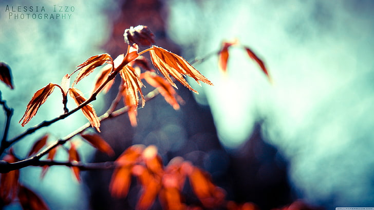 brązowy liść, natura, makro, liście, Tapety HD