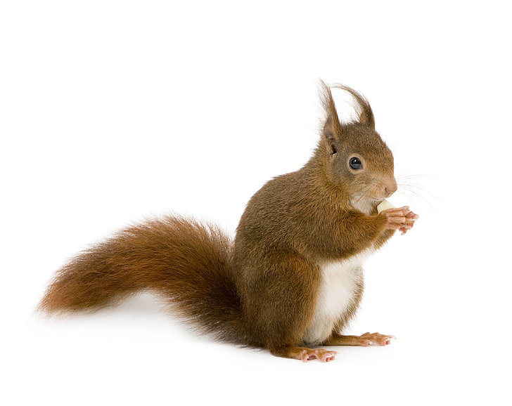brown squirrel, squirrel, white background, animal, HD wallpaper