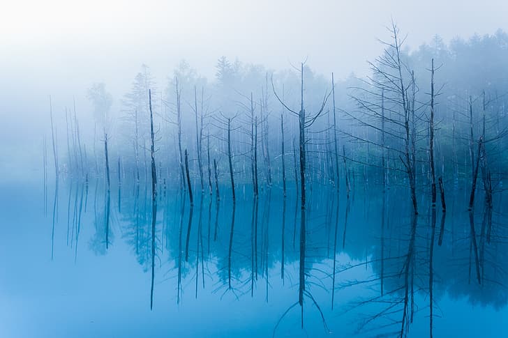 acqua, riflessione, alberi, nebbia, stagno, ramo, tronchi, Giappone, Hokkaido, Blue Pond, Biei, Sfondo HD