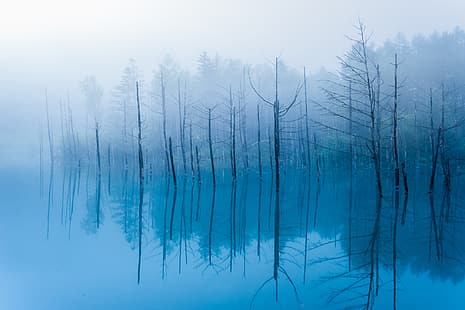 вода, отражение, деревья, туман, пруд, ветка, стволы, Япония, Хоккайдо, Голубой пруд, Биэй, HD обои HD wallpaper